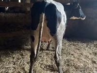 İnek, Russian Black pied cattle — foto 2