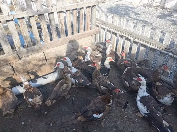 Ducks — Azerbejdżan