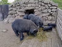 หมูป่าตัวผู้ — รูปภาพ 6