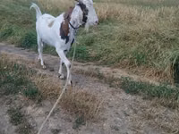 Billy Goat, Nubian Goat — photo 3