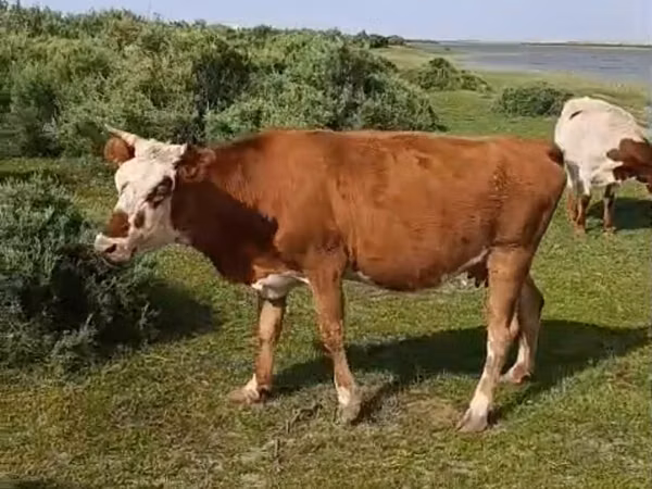 Vache, Latvian Blue cattle — Kazakhstan
