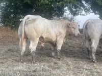Bik, Charolais cattle — fotografija 1