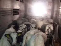 Sapi (batch, jenis kelamin tidak disebutkan), Russian Black pied cattle — foto 6