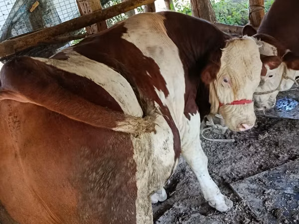 सांड, Simmental cattle — उज़्बेकिस्तान