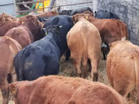Sığır (parti, cinsiyet belirtilmedi), Simmental cattle — foto 4