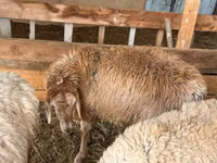 Ovca, Rhon sheep — fotografija 5