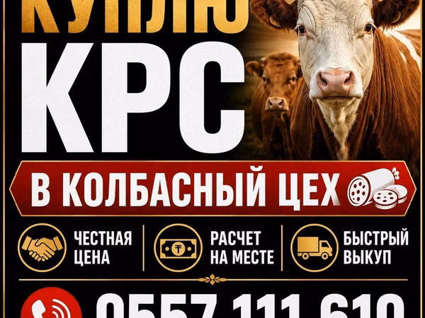 Ցուլ, Խոշոր եղջերավոր