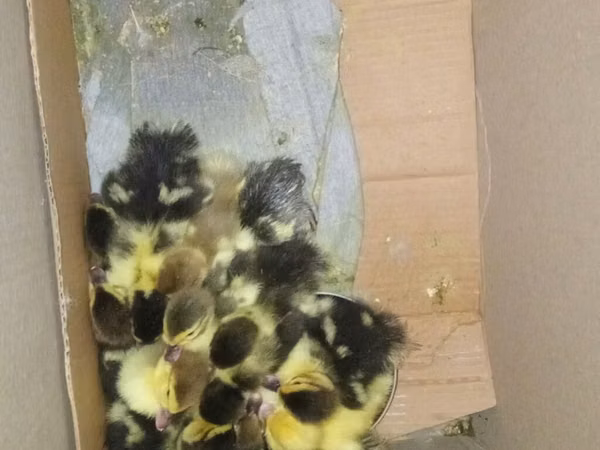 Ducks — Azerbaijan