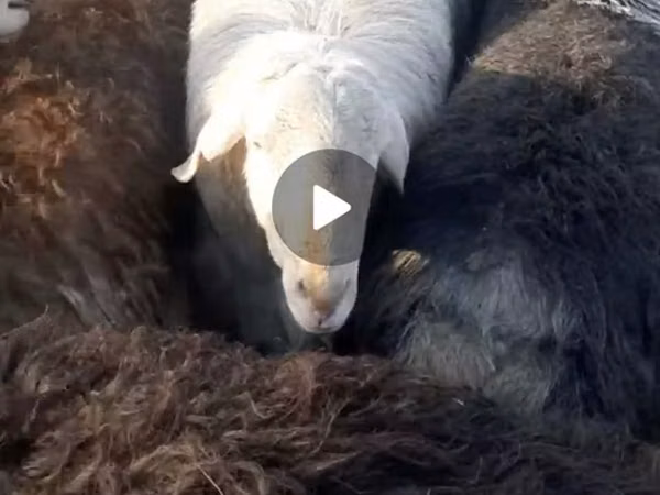 Kambing jantan, Arashan sheep — Uzbekistan