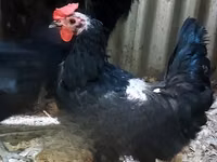 Australorp — Foto 3