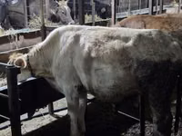 Vaca, Simmental cattle — foto 4