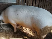 Kanec — foto 2