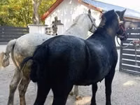 Horse (M), Horses — photo 5