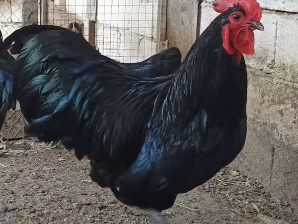 Chickens — Azerbaijan