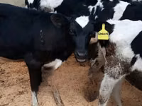 गाय, गोलस्टीन नस्ल — फ़ोटो 1