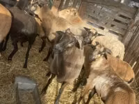 قوچ, Cameroon sheep — عکس 7