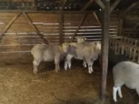 Domba jantan, Ile-de-France sheep — foto 1