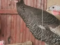 Turkeys — foto 1