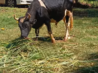 公牛, Cattle — 照片 7