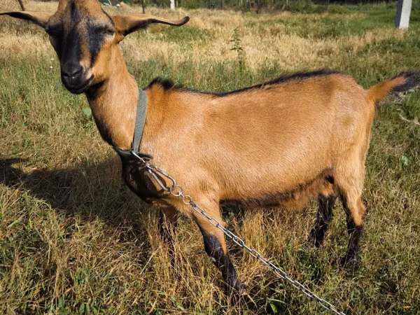 Billy Goat, Nubian Goat — Moldova