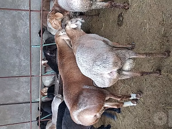 Pecore (lotto, sesso non specificato), Pecore
