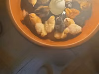 Chickens — foto 2