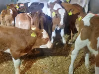 Bik, Simmental cattle — fotografija 1