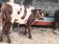सांड, मवेशी — फ़ोटो 7