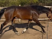 اسب نر, Hanoverian — عکس 4