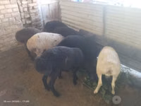 Ram, Sheep — photo 2
