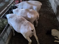 میش, Dorper sheep — عکس 3