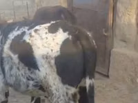 İnək, Latvian Blue cattle — foto 2