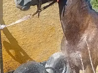 Cavalla, Cavalli — foto 4