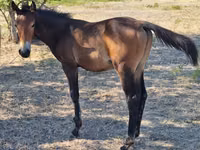 Cavalli (lotto, sesso non specificato), Karachay horse — foto 7