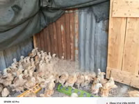 Chickens — foto 1