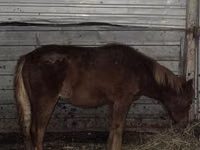 Horse (M), Horses — photo 2