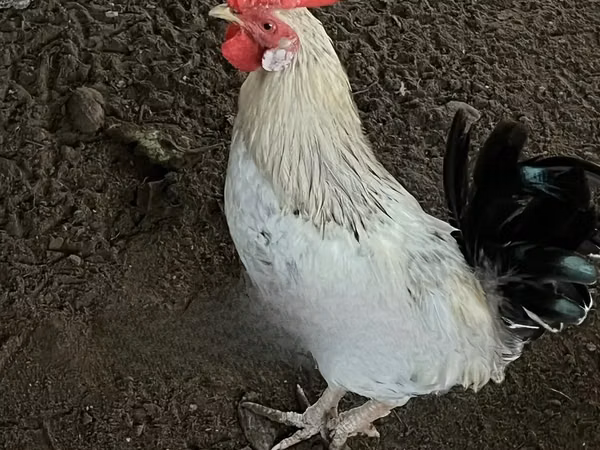 シャモ