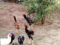 Chickens — 1-rasm