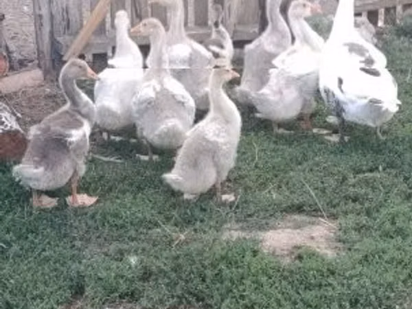 Geese — Угорщина