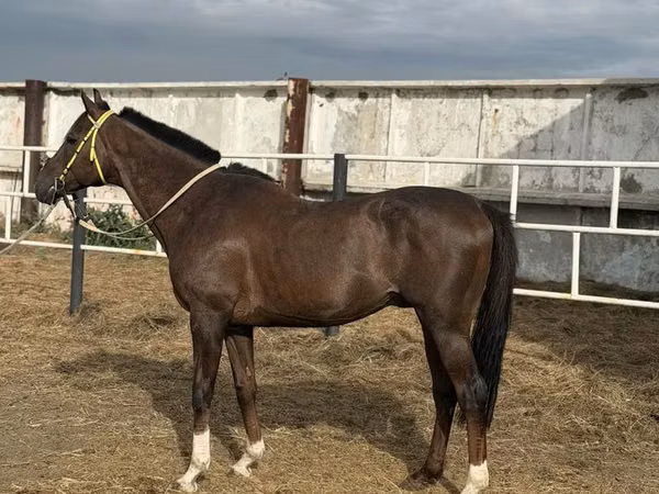 ঘোড়া, Arabian horse