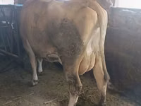 गाय, Swiss cattle — फ़ोटो 4