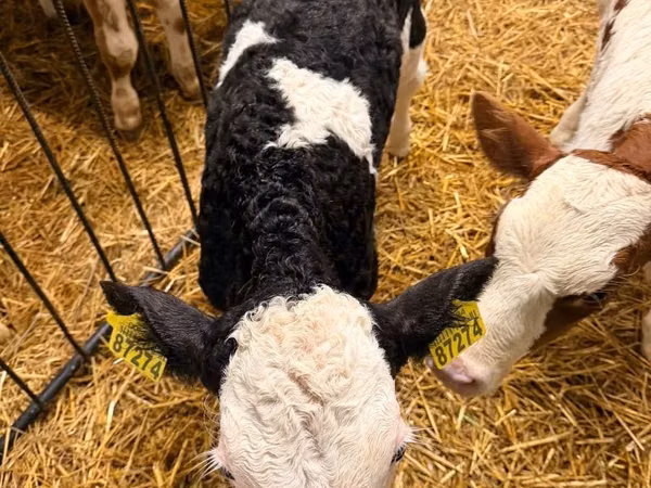 Cow, Cattle — Poland