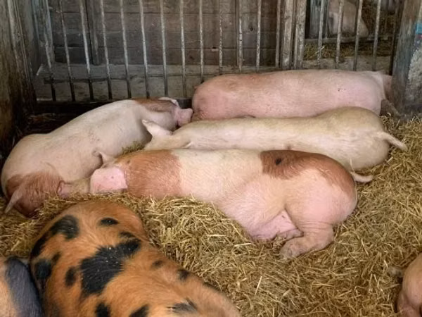 Sow, Pigs