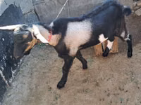 Billy Goat, Goats — photo 2