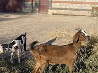 بز ماده, Nubian Goat — عکس 6