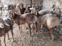 Ram, Arashan sheep — photo 5