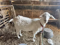 Echki, Alpine goat — 2-rasm