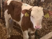 Bou, Simmental cattle — foto 2