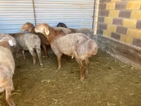 ভেড়ার পাঁঠা, Rhon sheep — ছবি 5
