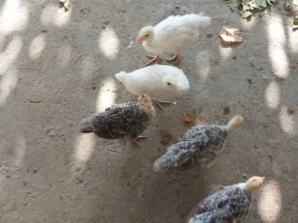 Broad Breasted White — Azerbaijan